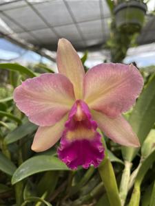 Rhyncattleanthe Glos’ Joyful Jeska