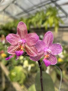 <i>Phalaenopsis</i> Tejas Ladybug