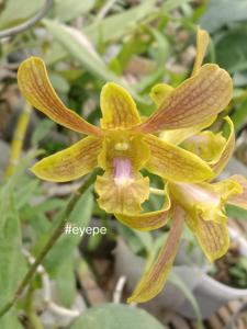 Dendrobium Pesona Ranu Pakis