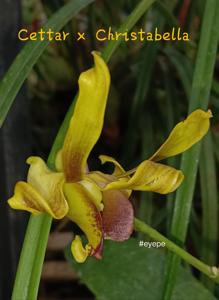 Dendrobium Lumajang Perkasa