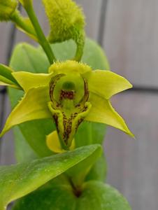 Dendrobium Karanganyar Spectacular