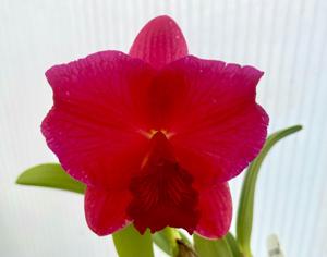 Rhyncholaeliocattleya Melencia de los Santos