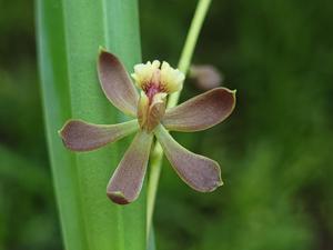 Encyclia Oreana's Bossanova