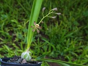 Encyclia Oreana's Bossanova