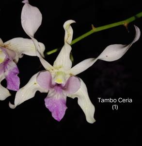 Dendrobium Tambo Ceria