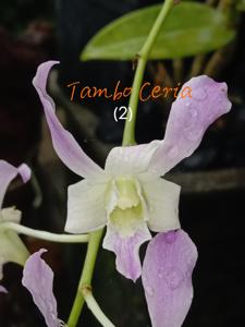 Dendrobium Tambo Ceria