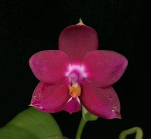 Phalaenopsis Pylo's Violet Passion