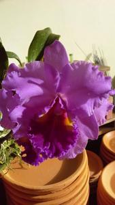 Rhyncholaeliocattleya Phet Ratsima