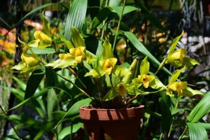 Lycaste Oro Columbiano