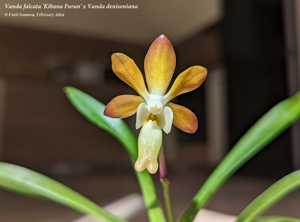 Vanda Joannah's Delight