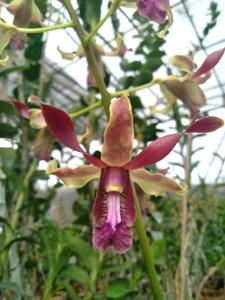 Dendrobium Carl Ludwig Bundt-taurinum