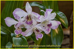 Dendrobium atroviolaceum-infundibulum