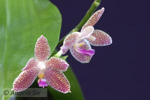 Phalaenopsis Kloog