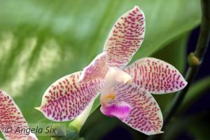 Phalaenopsis Kloog