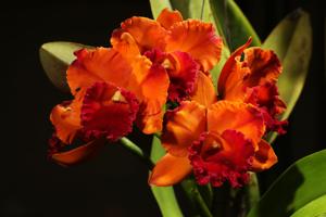 Rhyncholaeliocattleya Little Toshie-Yen Twentyfour Carat