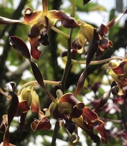 Dendrobium Ly-sutiknoi