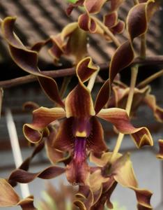 Dendrobium Mah Bow Tan-Goh Pi Khuan