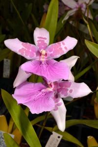 Miltonia Honolulu-binotii