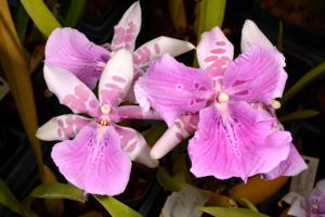 Miltonia Honolulu-binotii