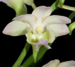 Aeridovanda lawrenceae-Chao Praya Emerald