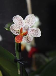 Phalaenopsis Mini Mark-lueddemanniana