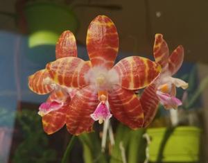 Phalaenopsis venosa-Macassar