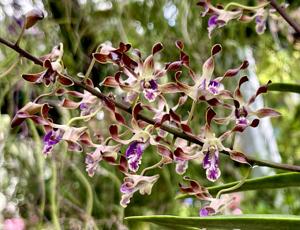 Dendrobium Bundy Blue-canaliculatum