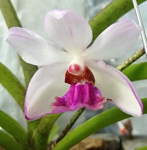 Vandoglossum wangii-coerulea