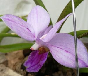 Vandoglossum wangii-coerulea