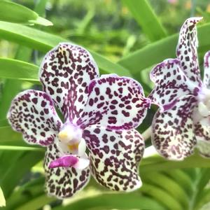 Vanda Yuka Tutungoji