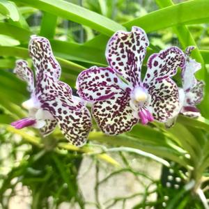 Vanda Yuka Tutungoji