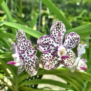 Vanda Yuka Tutungoji