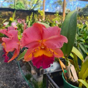 Cattleya Drumbeat-Golden Meteor