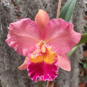 Cattleya Drumbeat-Golden Meteor