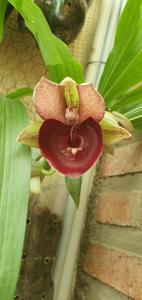 Catasetum Alexis Pardo-Susan Fuchs