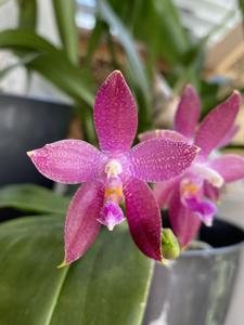 Phalaenopsis Yaphon GG-Tying Shin Fly Eagle