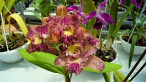 Rhyncholaeliocattleya Waianae Leopard-Hawaiian Galaxy