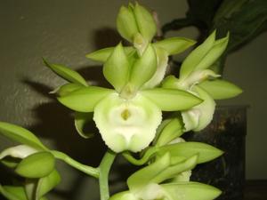 Catasetum juruenense-pileatum