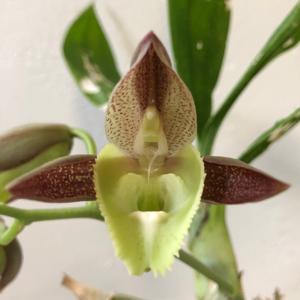 Catasetum juruenense-pileatum