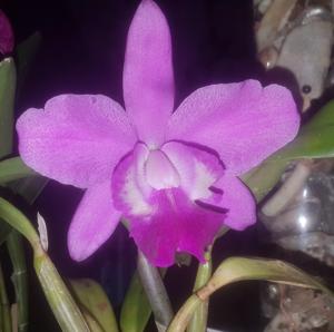 Cattleya Caudebec-Mini Purple