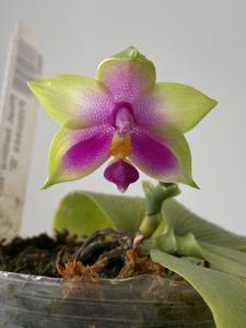 Phalaenopsis bellina-Mituo Princess