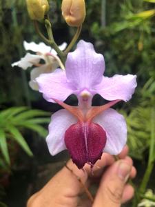 Papilionanthe teres-Amy