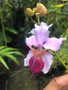 Papilionanthe teres-Amy