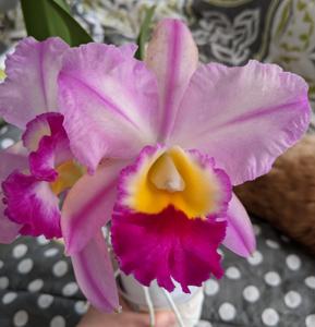 Rhyncholaeliocattleya Radiant Star