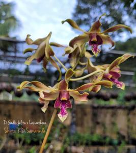 Dendrobium Gadis Jelita-lasianthera