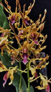 Dendrobium Gadis Jelita-lasianthera