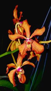 Renantanda philippinensis-denisoniana