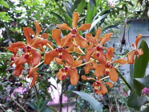 Renantanda philippinensis-denisoniana