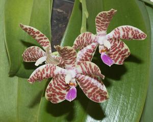 Phalaenopsis gigantea-Red Jaguar