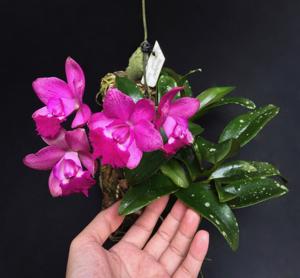 Cattlianthe Thospol Spot-Secret Love